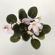 Load image into Gallery viewer, &quot;Wesley&#39;s Friend of Dorothy&quot; African Violet- 2&quot; LIVE PLANT
