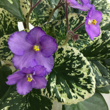 Load image into Gallery viewer, &quot;Suncoast Lavender Silk&quot; African Violet- 2&quot; LIVE PLANT
