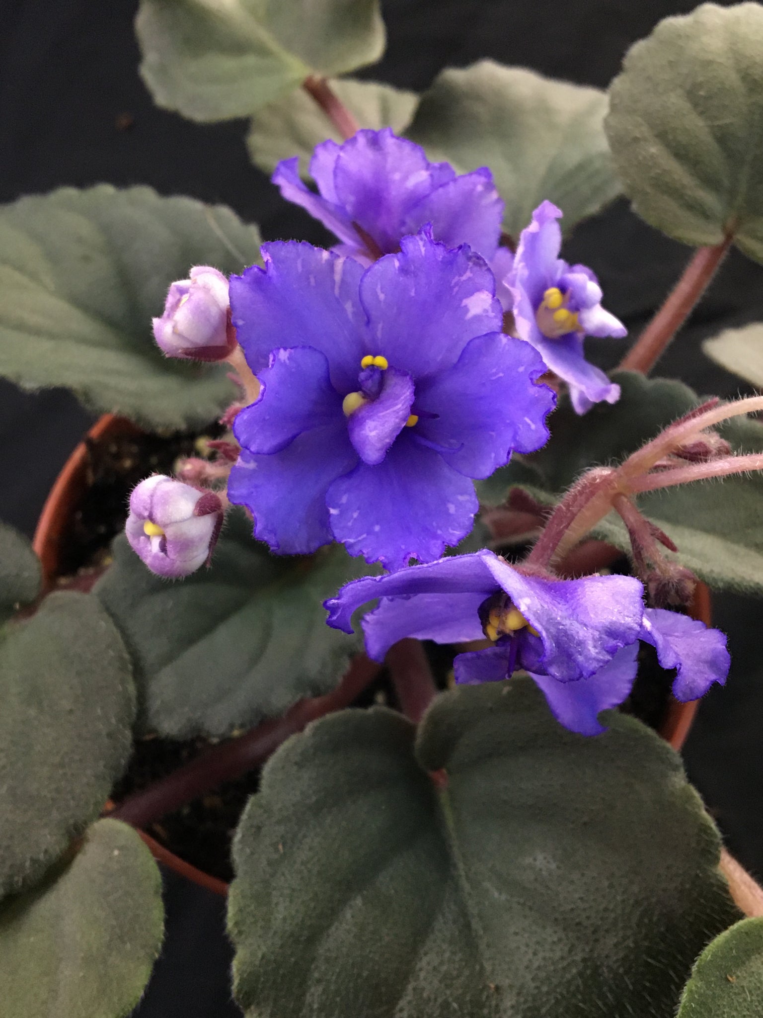 "Hunter's Lightning Strike" African Violet 2" LIVE PLANT Appalachian Violets