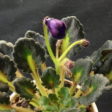 Load image into Gallery viewer, &quot;Baby Jay&quot; African Violet- 2&quot; LIVE PLANT
