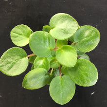 Load image into Gallery viewer, "Always Pink" African Violet- 2" LIVE PLANT
