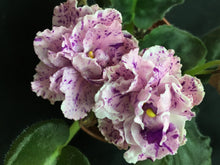 Load image into Gallery viewer, &quot;LE Isadora&quot; African Violet- 2&quot; LIVE PLANT
