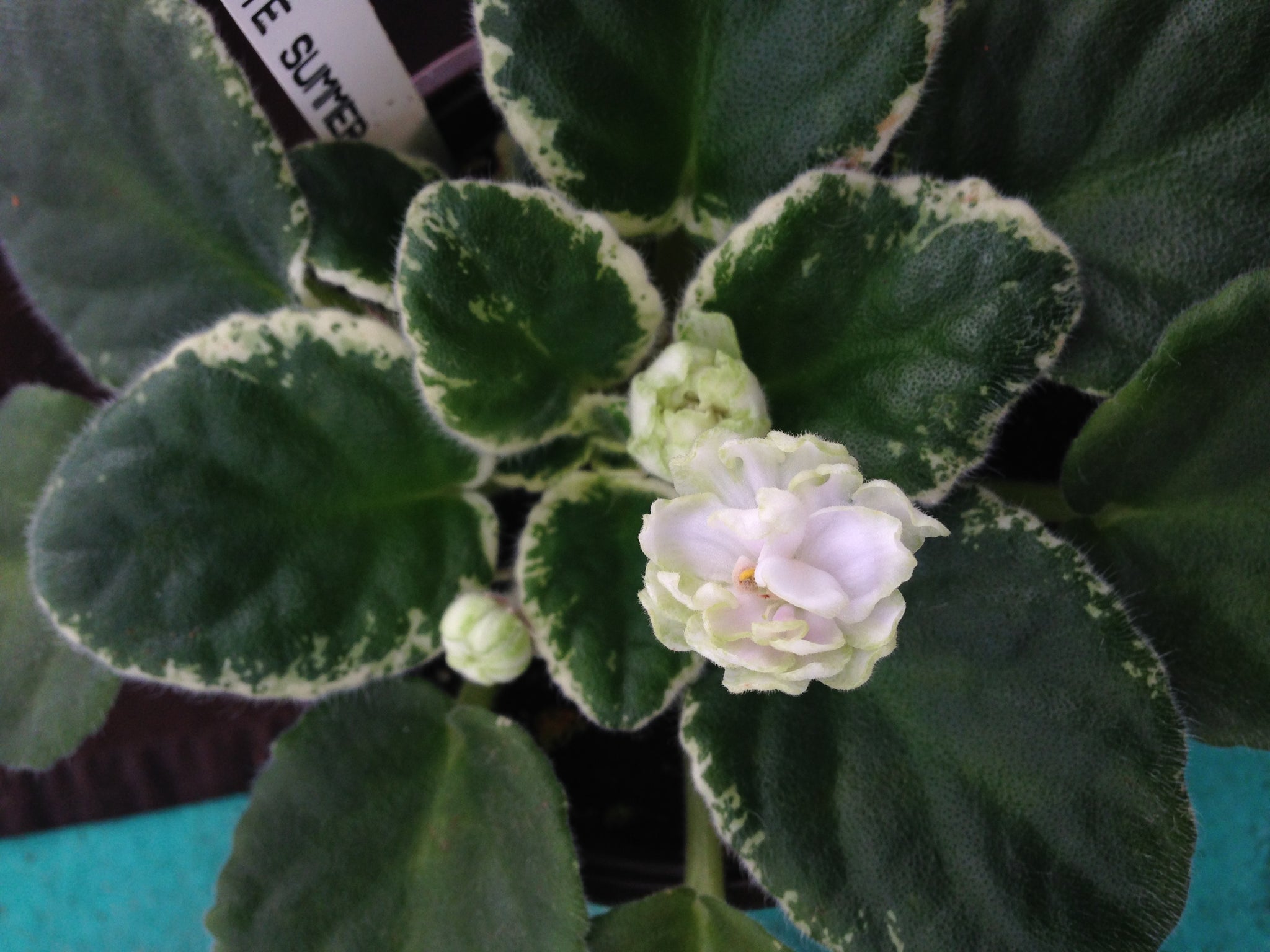 "Buckeye Summer Wind" African Violet 2" LIVE PLANT Appalachian Violets