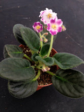 Load image into Gallery viewer, &quot;Munchkin Kisses&quot; African Violet- 2&quot; LIVE PLANT
