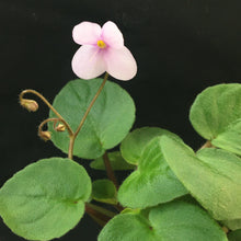 Load image into Gallery viewer, "Always Pink" African Violet- 2" LIVE PLANT
