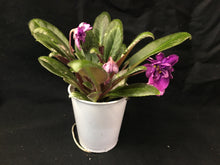 Load image into Gallery viewer, &quot;Senk&#39;s Long Legs&quot; African Violet- 2&quot; LIVE PLANT
