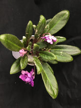 Load image into Gallery viewer, &quot;Senk&#39;s Long Legs&quot; African Violet- 2&quot; LIVE PLANT
