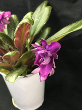 Load image into Gallery viewer, &quot;Senk&#39;s Long Legs&quot; African Violet- 2&quot; LIVE PLANT
