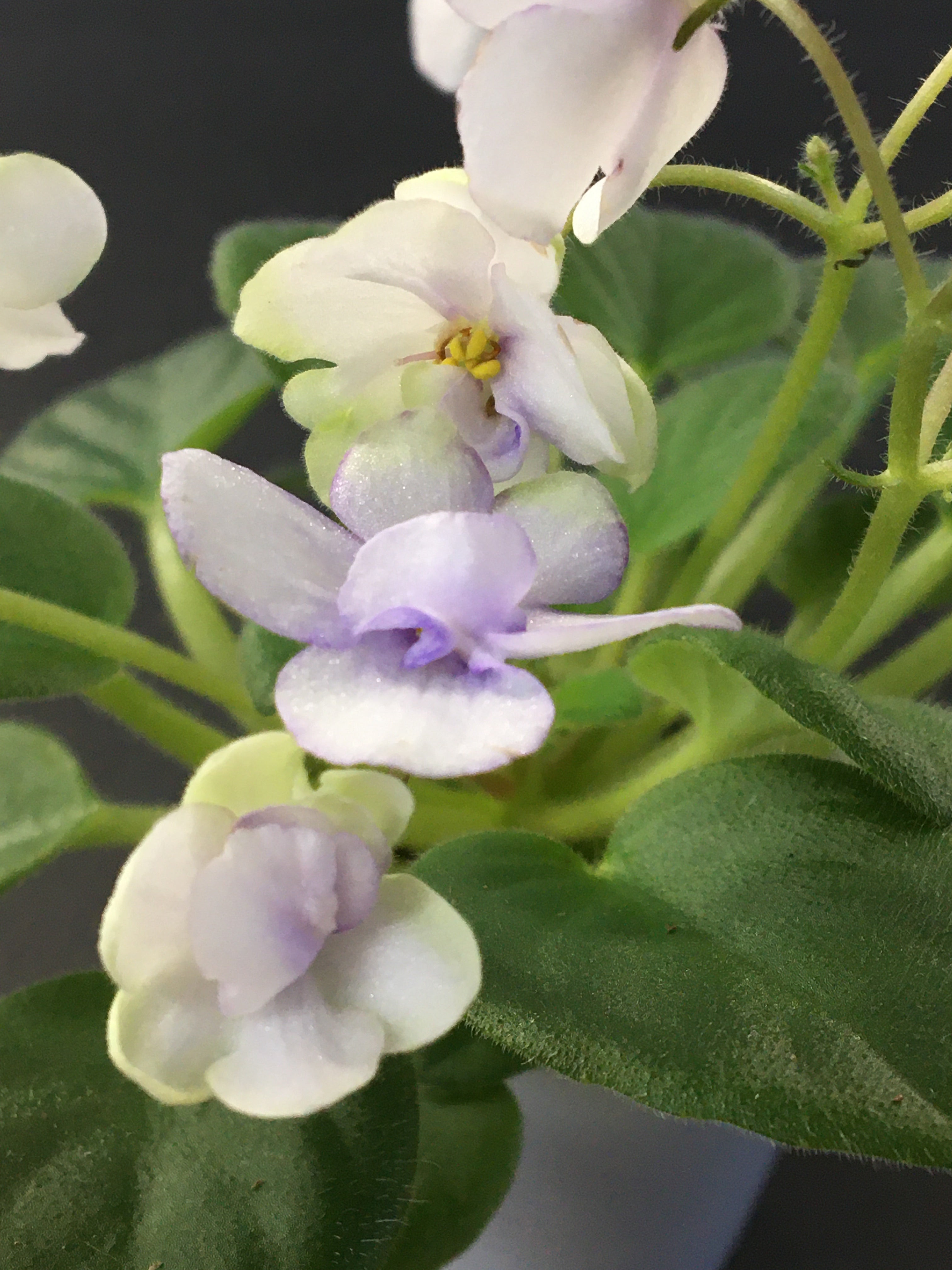 "Beach Glass"- African Violet 2" LIVE PLANT