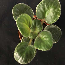 Load image into Gallery viewer, "Buckeye Colossal" African Violet- 2" LIVE PLANT
