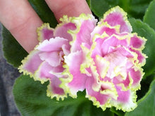 Load image into Gallery viewer, &quot;Winter Smiles&quot; African Violet- 2&quot; LIVE PLANT
